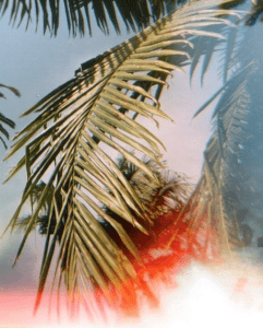 Palm frond shot on 120 film with a Holga.